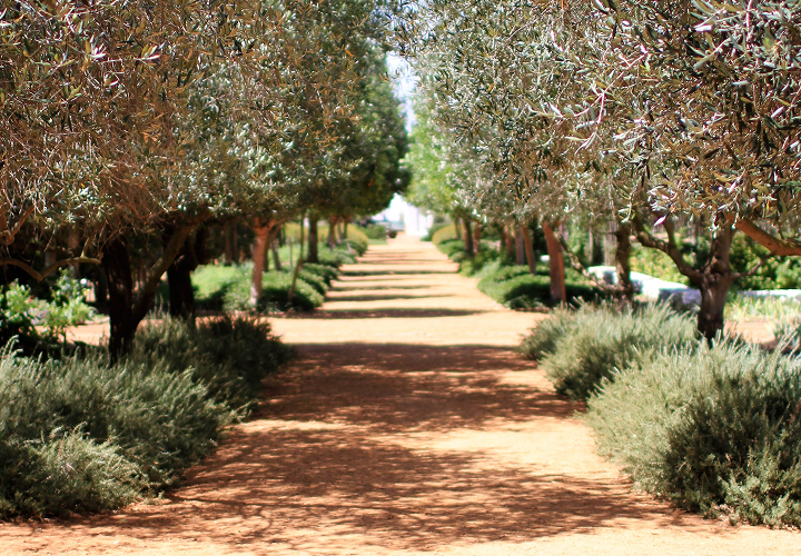 Artevasi pots