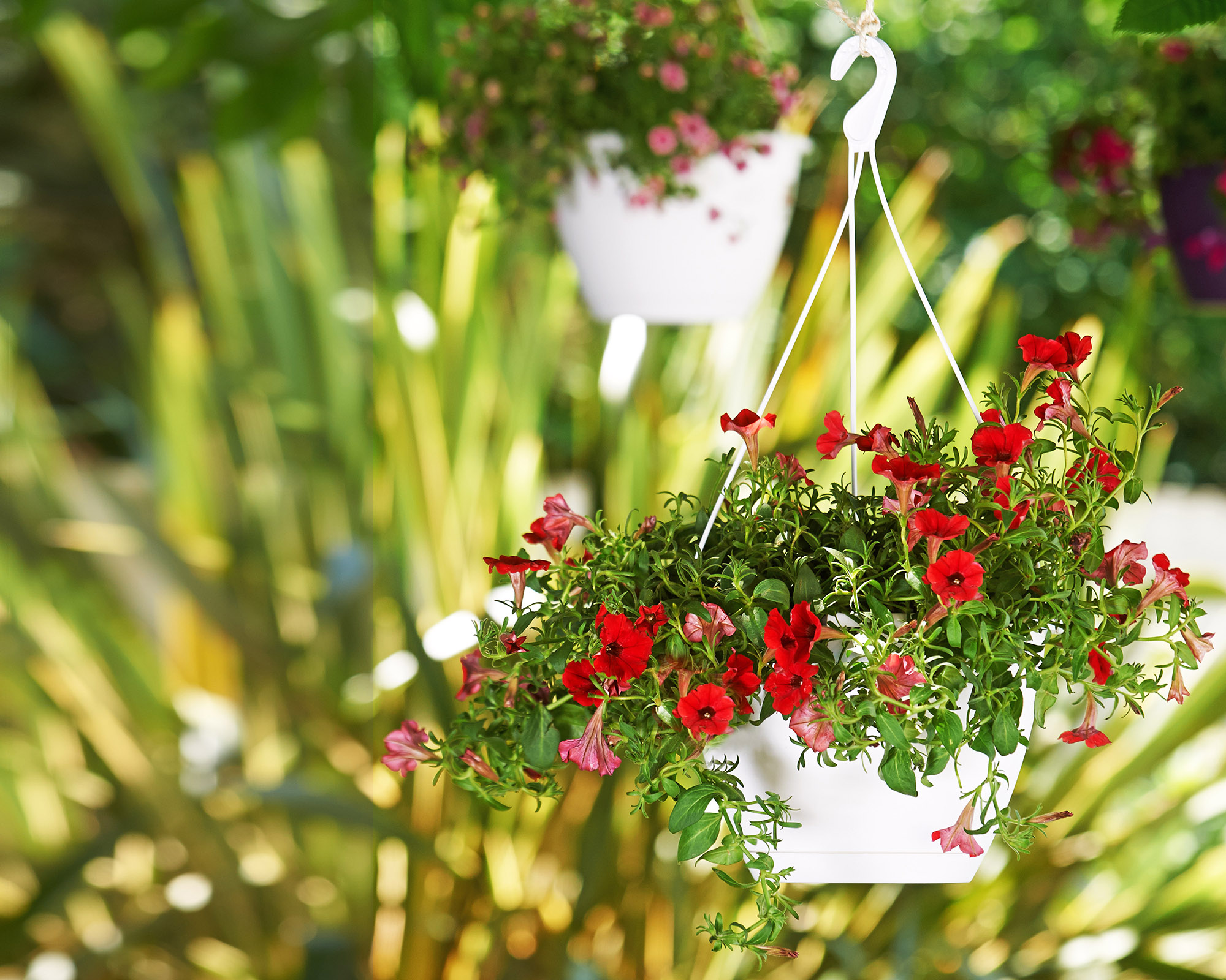 Algarve Hanging Basket